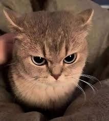 poes 2