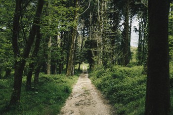 Forest path